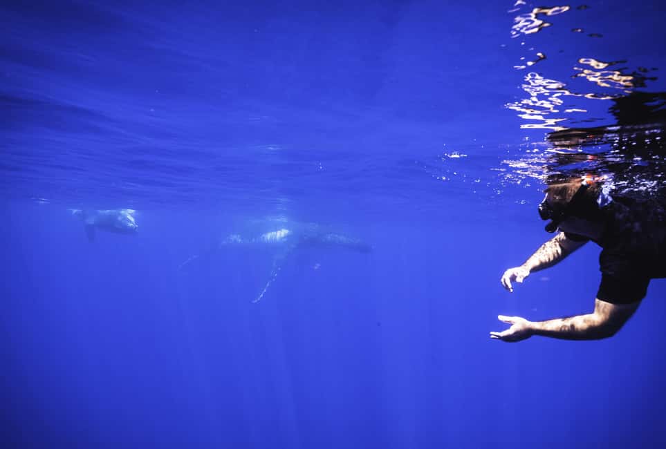 image n.8 of Tahiti island: Whale watching Experience activity in Puna'auia, uploaded by supplier