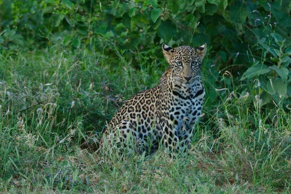 image n.14 of Tsavo East and Tsavo West Sanctuary Safari activity in Coast Province, uploaded by supplier