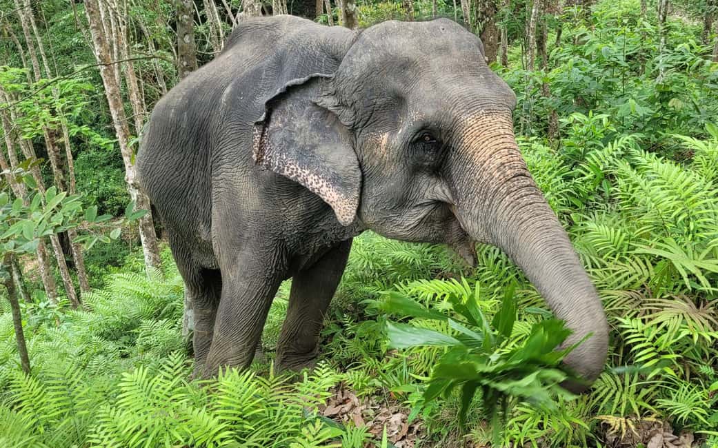 image n.3 of Phuket: Half-Day Elephant Explorer at Phuket Elephant Care activity in Kathu, Phuket, uploaded by supplier