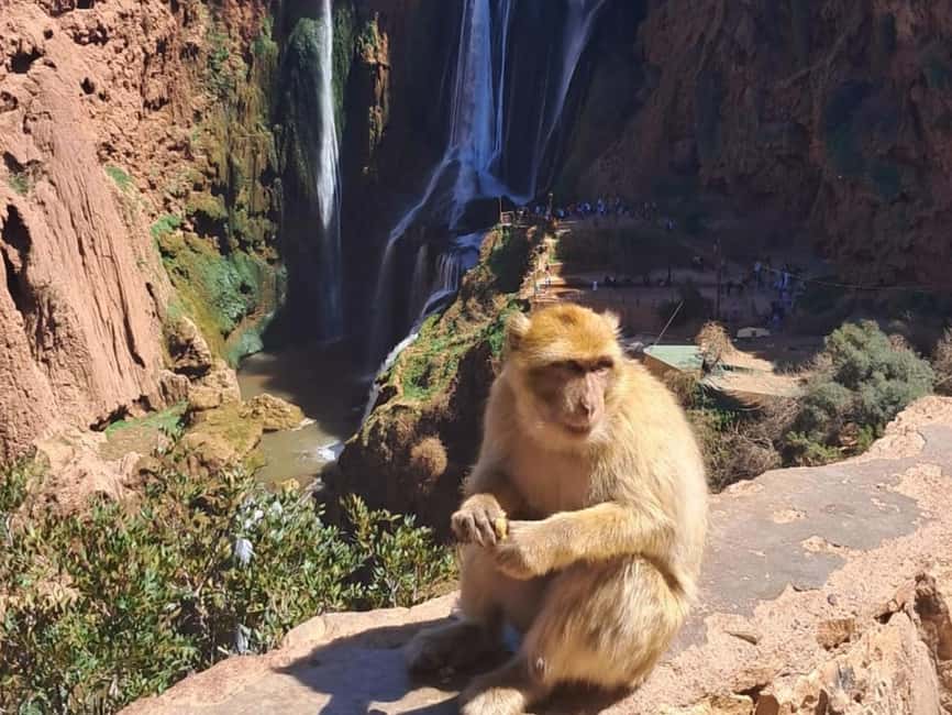 image n.1 of From Marrakech: Ouzoud Waterfalls Day Trip with Boat Tour activity in Beni-Mellal, uploaded by supplier