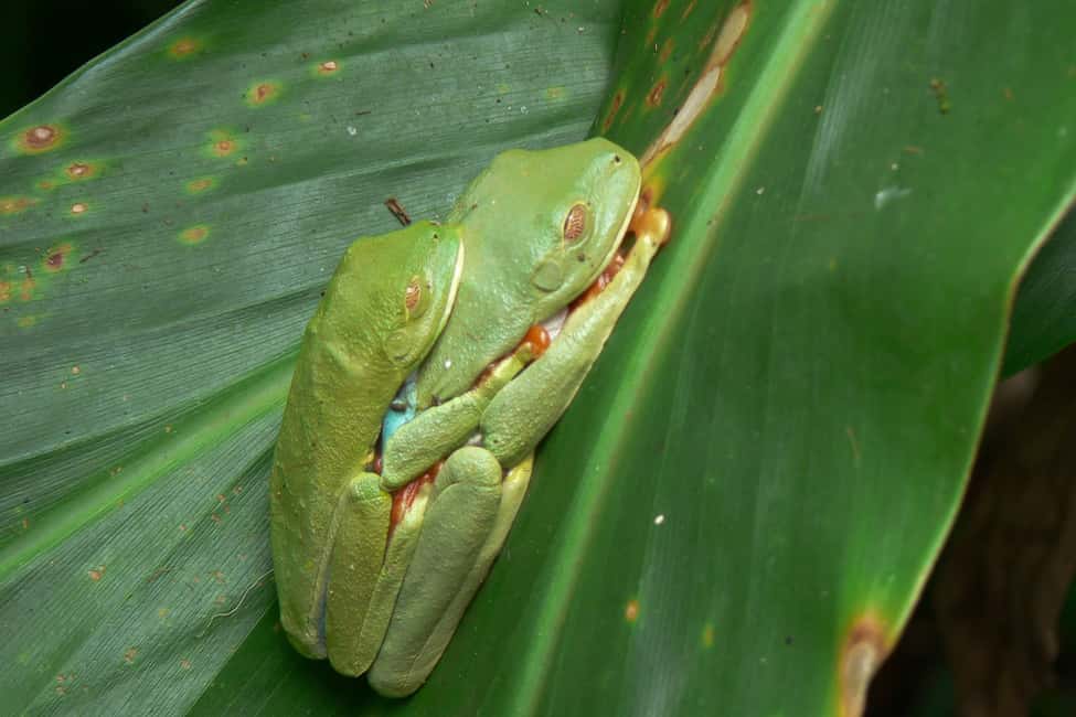 image n.4 of Mombacho Volcano Nature Reserve activity in Las Isletas de Granada, uploaded by supplier