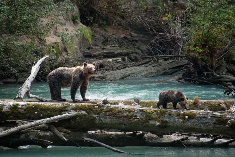image n.6 of Vancouver Island: Full-Day Grizzly Bear Tour at Toba Inlet activity in British Columbia, uploaded by supplier