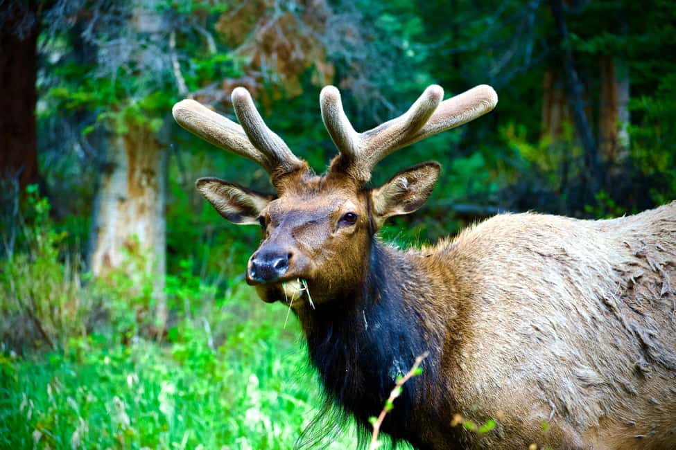 image n.6 of Estes Park: Rocky Mountain National Park Glass-Top Bus Tour activity in Colorado, uploaded by supplier