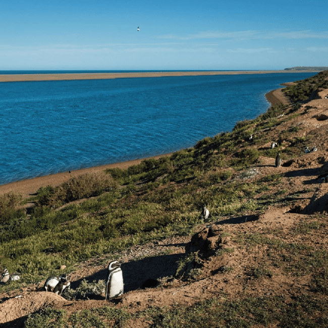 Bild Nr. 2 von Von Puerto Madryn aus: Landausflug auf die Halbinsel Valdés Aktivität in Chubut Provinz, hochgeladen vom Anbieter
