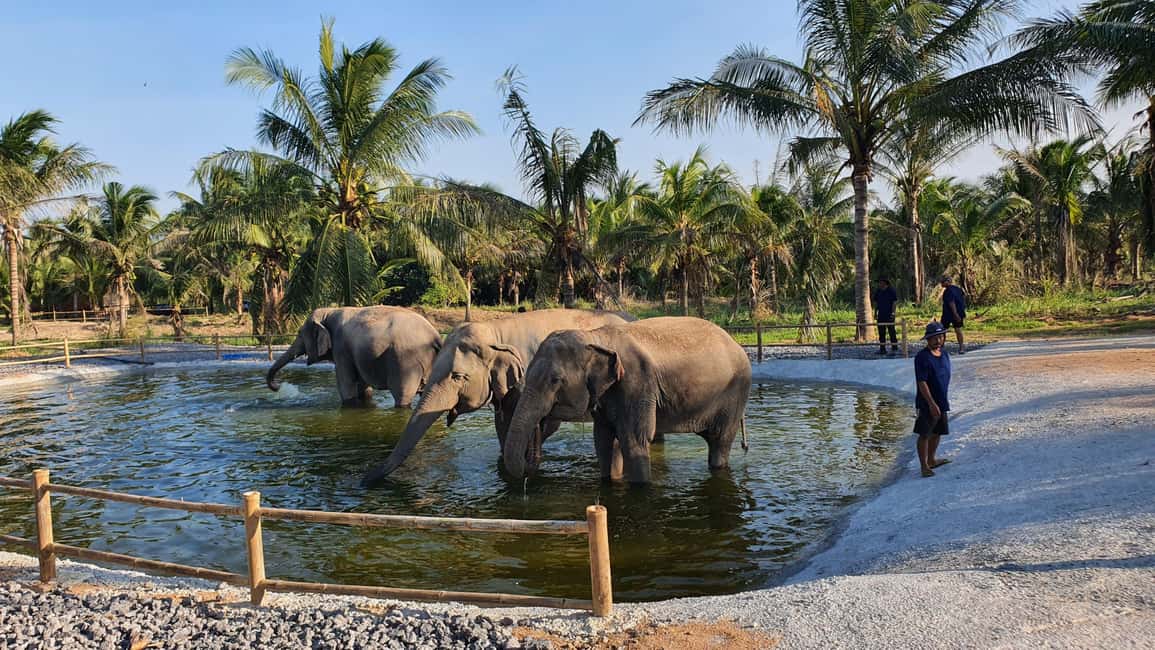 imagen n.º 11 de Desde Bangkok: Excursión de un día al santuario de elefantes Living Green actividad en Provincia de Chon Buri, subida por el proveedor