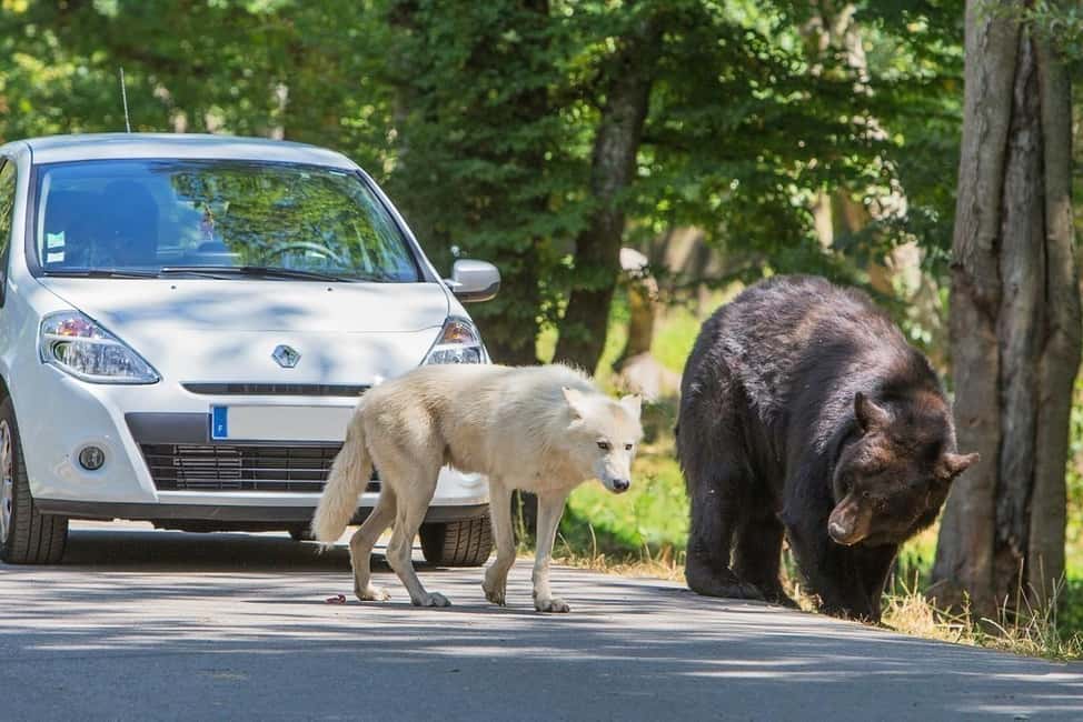 bild nr.3 av Från Paris: Safari i Thoiry Park och rundtur i slottet aktivitet i Montfort-l'Amaury, uppladdad av arrangören
