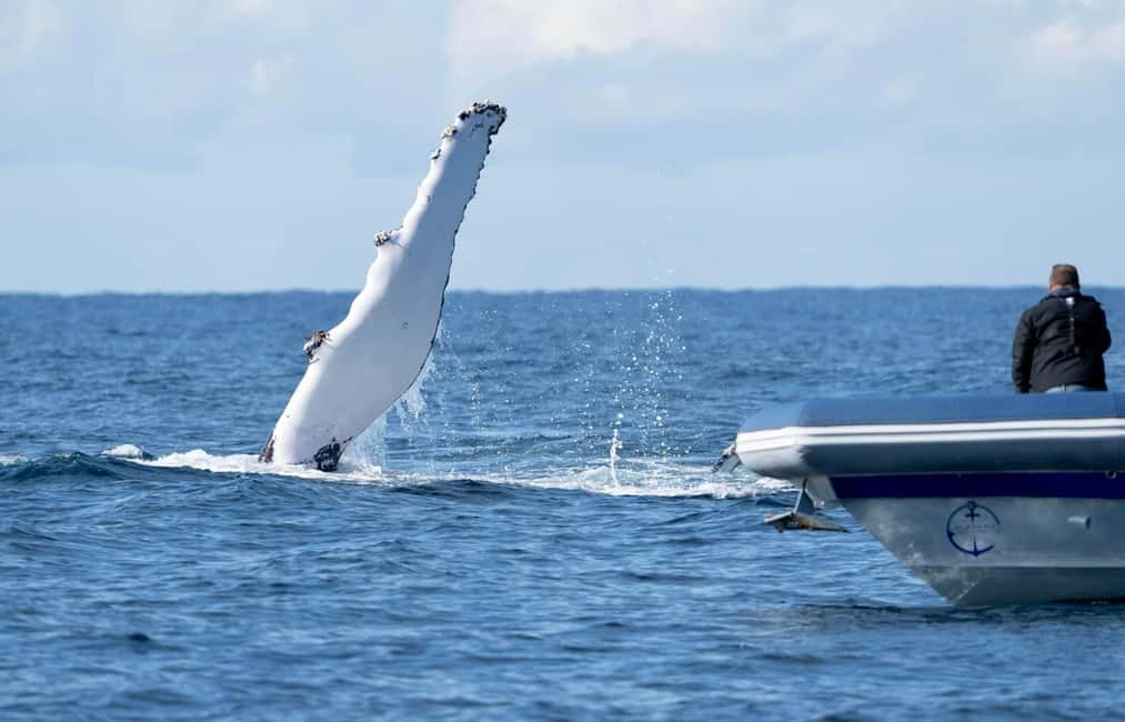 image n.13 of Byron Bay: Whale Watching Cruise with a Marine Biologist activity in New South Wales, uploaded by supplier