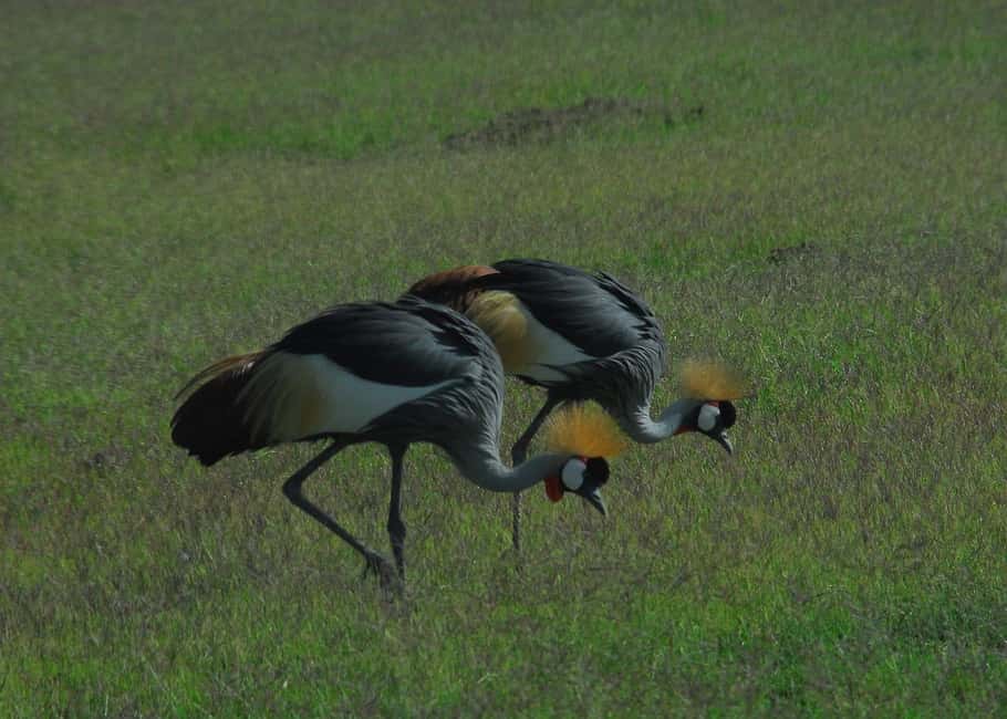Image N°17 de Depuis Nairobi : Excursion d'une journée au parc national d'Amboseli activité à Province centrale du Kenya, publiée par le prestataire