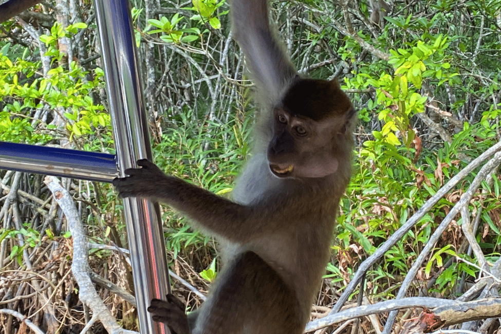 image n.8 of Bongawan River Cruise: Proboscis Monkey & Fireflies Viewing activity in Bongawan, uploaded by supplier