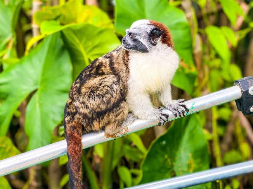 image n.2 of Iquitos: Monkey Island and Native Village Day Tour activity in Huanuco Region, uploaded by supplier