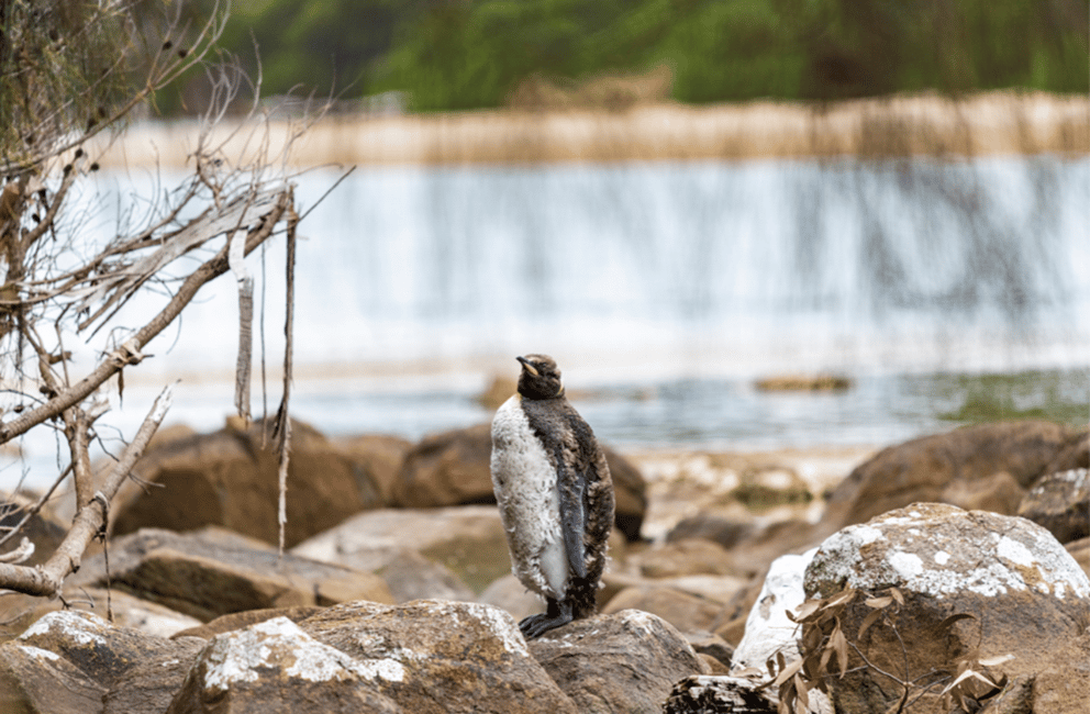 image n.6 of Signature Bruny Island Tour - Hobart & SE Tasmania activity in Tasmania, uploaded by supplier