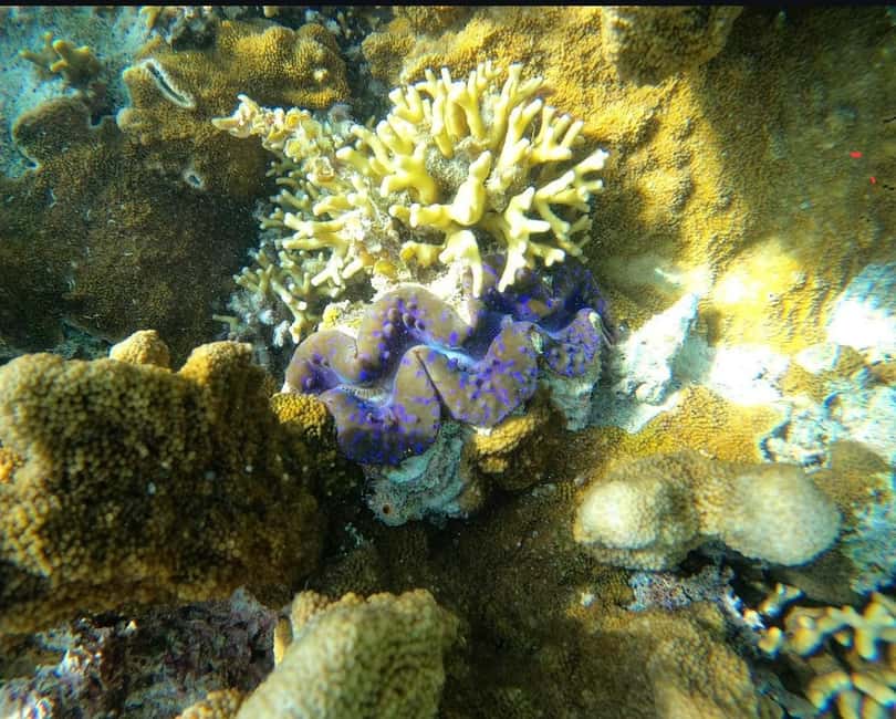 image n.14 of Zanzibar: Blue lagoon, Starfish, Paje Beach and Maalum Cave activity in Pingwe, uploaded by supplier
