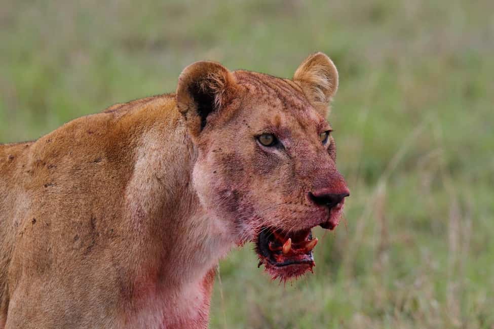 image n.21 of Game Drive Maasai Mara activity in Central Kenya, uploaded by supplier