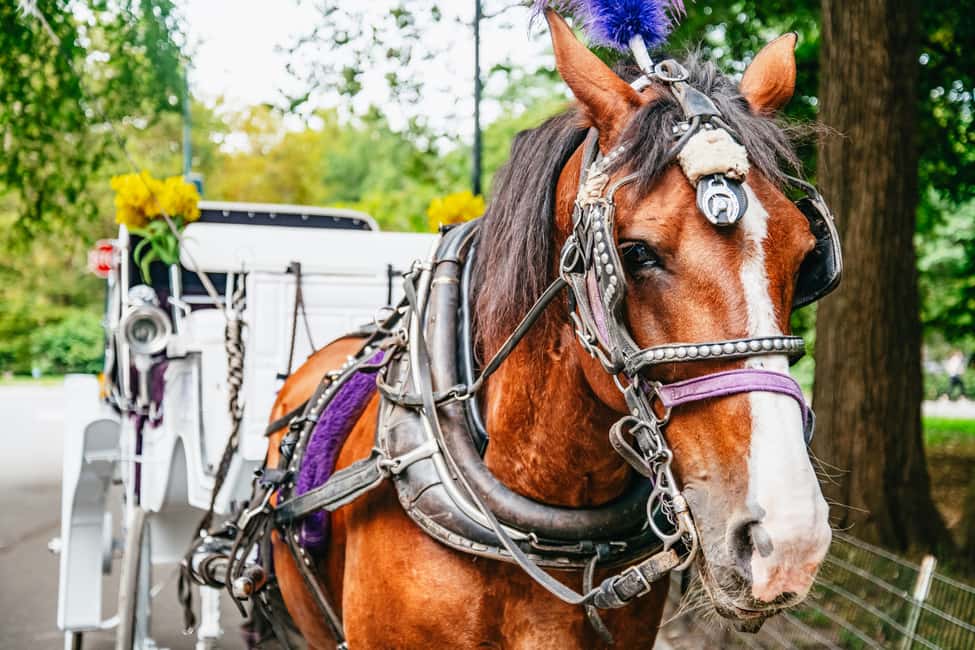 Bild Nr. 3 von NYC: Geführte Kutschfahrt im Central Park Aktivität in New York, hochgeladen vom Anbieter