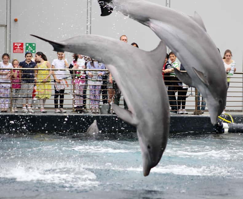 Image N°1 de Aquarium de Gênes + Focaccia activité à Gênes, publiée par le prestataire