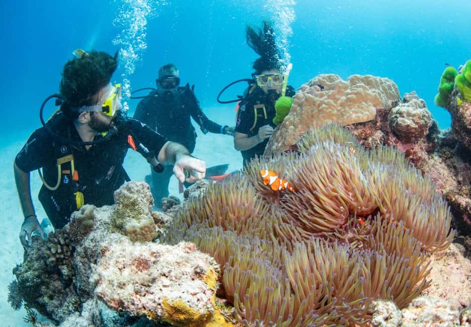 image n.17 of From Cairns: Great Barrier Reef Snorkel & Dive Adventure activity in Cairns, uploaded by supplier