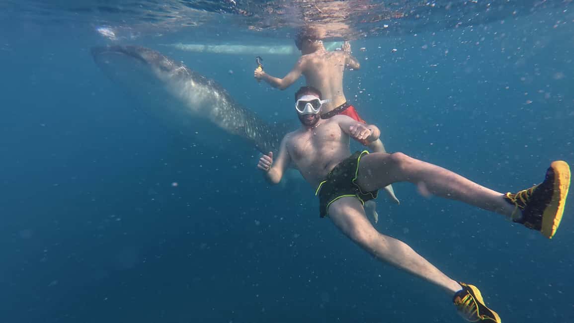 imagem n.8 de Cebu Oslob WhaleShark,Inambakan Falls& Moalboal Sardines Run atividade em Oslob, carregada pelo fornecedor