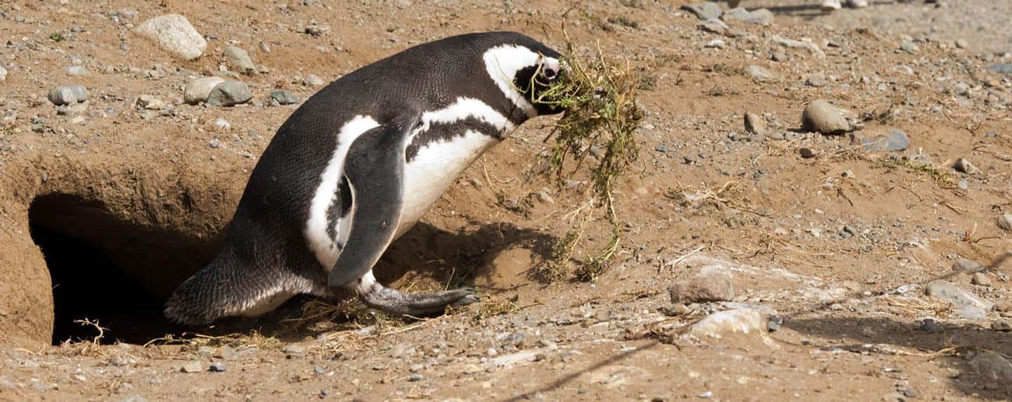 image n.6 of Punta Arenas: Magdalena Island Navigation & Penguin Walk activity in North Chile, uploaded by supplier