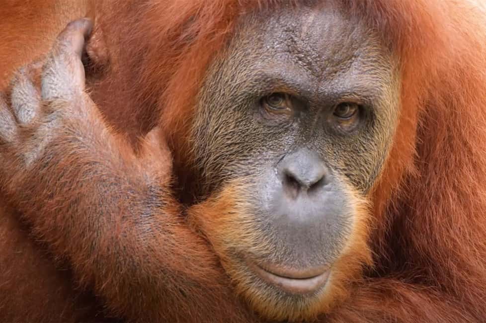 Immagine nº 3 di New Orleans: Biglietto per lo zoo di Audubon e opzione combinata attività a New Orleans, caricata dal fornitore