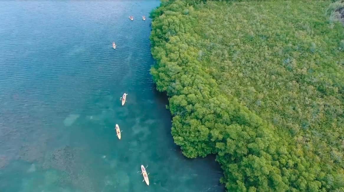 image n.11 of St. Thomas Mangrove Kayak, Hike, & Snorkel 3-Hour Tour activity in Red Hook, Saint Thomas, uploaded by supplier
