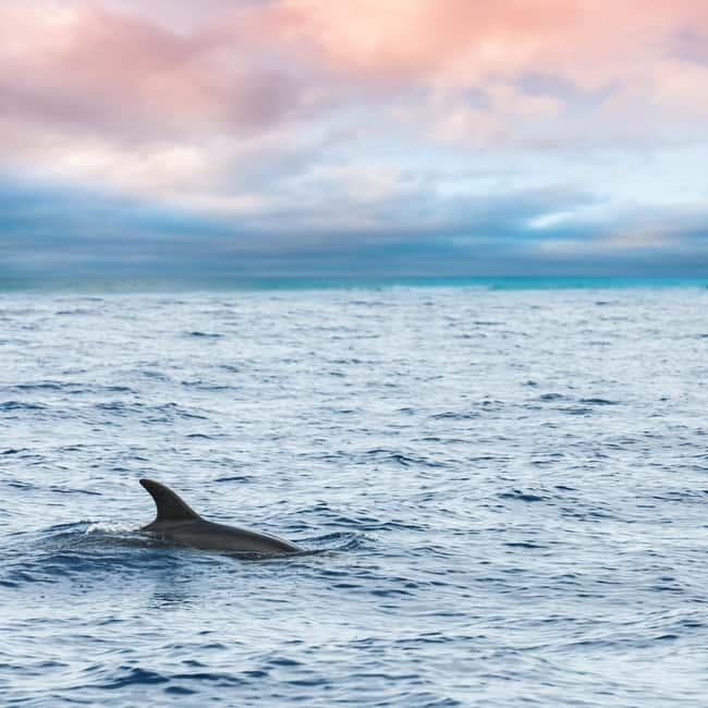 imagen n.º 4 de Cayo Hueso: Tarde de navegación en catamarán y observación de delfines actividad en Cayo Hueso, subida por el proveedor