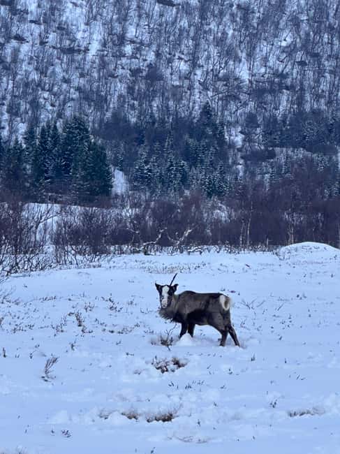 image n.24 of Narvik/Harstad:Day tour of Fjords with stop at Reindeer farm activity in Narvik, uploaded by supplier