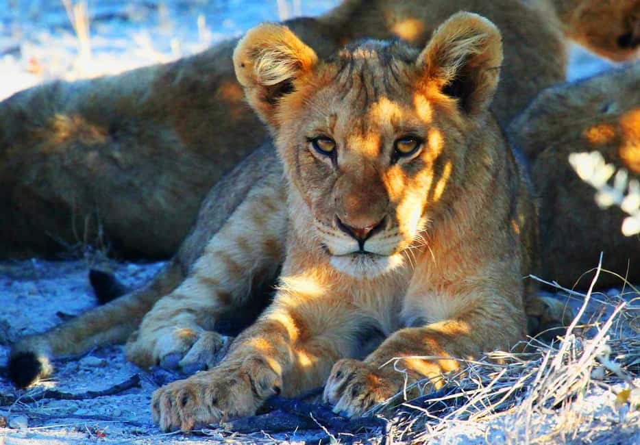 afbeelding n.4 van Namibië: 10 dagen activiteit in Erongo, geüpload door aanbieder
