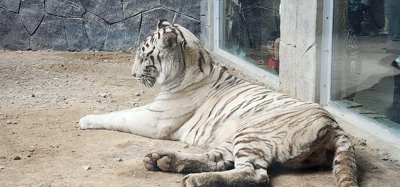 Obraz nr 7 z atrakcji Zoo Safari World i zachód słońca na piaskach Wahiba z kolacją w Ibra, przesłany przez organizatora