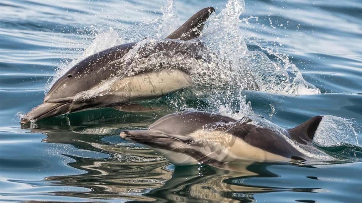 bild nr.9 av Long Beach: Valskådningskryssning och delfinskådning aktivitet i Los Angeles, uppladdad av arrangören