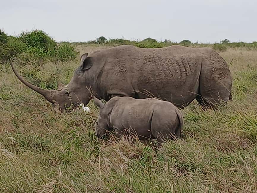 image n.10 of Nairobi : Nairobi National Park: 5- hours Guided Game Drive activity in Nairobi, uploaded by supplier