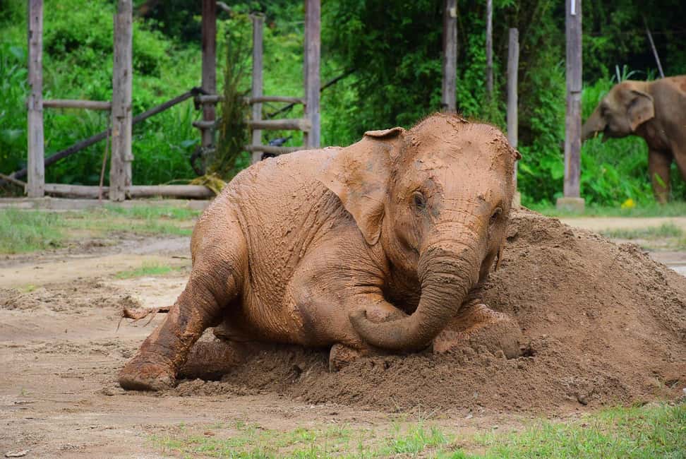 image n.14 of From Chiang Mai: Elephant Care Program and Nursery Tour activity in Chiang Mai, uploaded by supplier