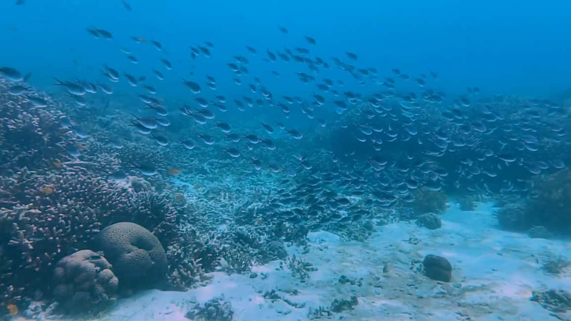 imagem n.9 de Cebu: Nadar com tubarões-baleia, Cascatas de Kawasan e Corrida das Sardinhas de Moalboal atividade em Badian, carregada pelo fornecedor