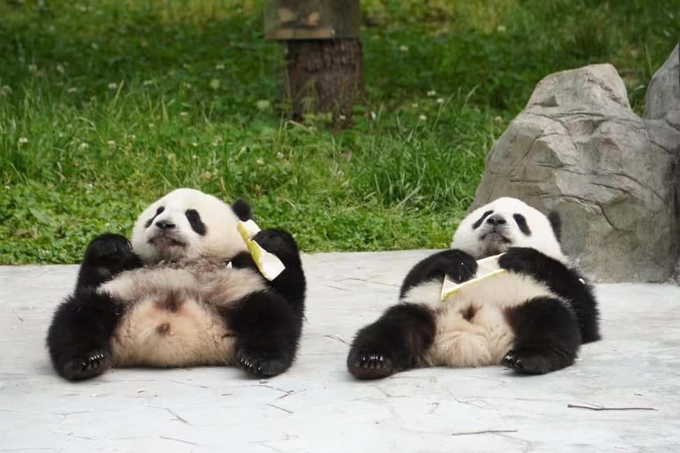 Bild Nr. 9 von Chengdu: Giant Panda Breeding Research Base Ticket Aktivität in Chengdu, hochgeladen vom Anbieter