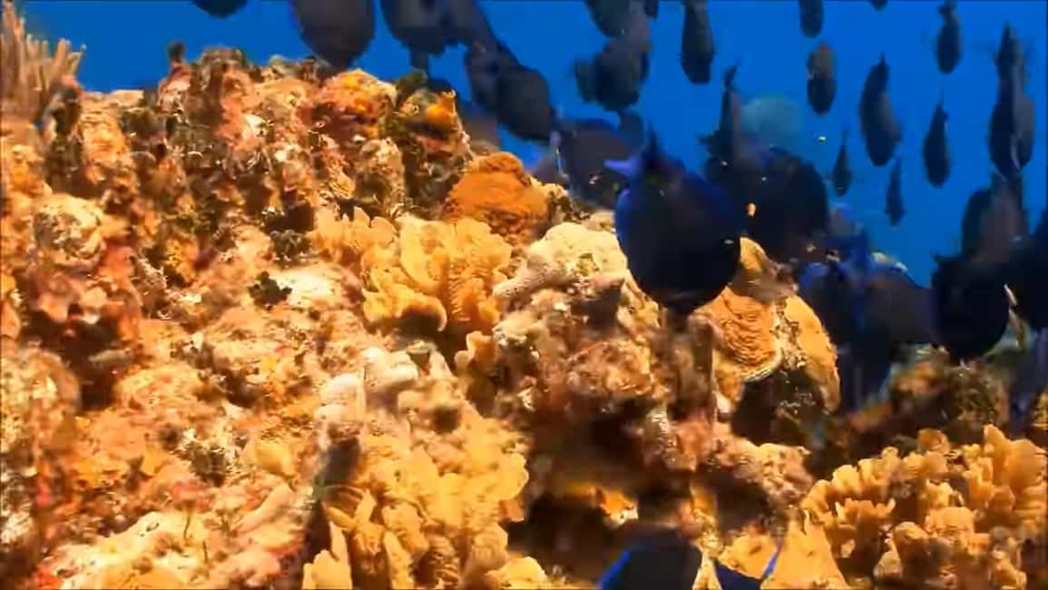 imagem n.5 de Montego Bay: Excursão particular de 1 dia para Negril atividade em Negril, carregada pelo fornecedor
