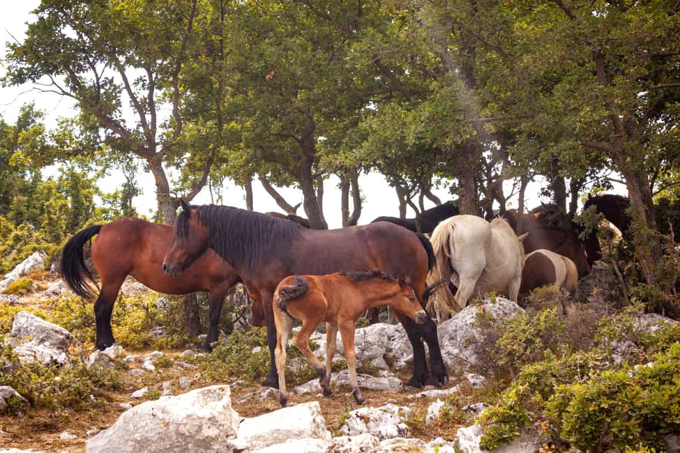 image n.6 of Makarska: Biokovo Skywalk 4X4 Tour: Ultimate Mountain Views activity in Dalmatia, uploaded by supplier