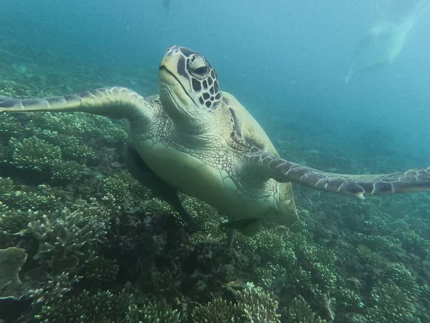 billede nr.23 af aktiviteten Koh Tao: Koh Nangyuan & Hidden Bays snorkeltur med frokost i Thailandbugten, uploadet af udbyder
