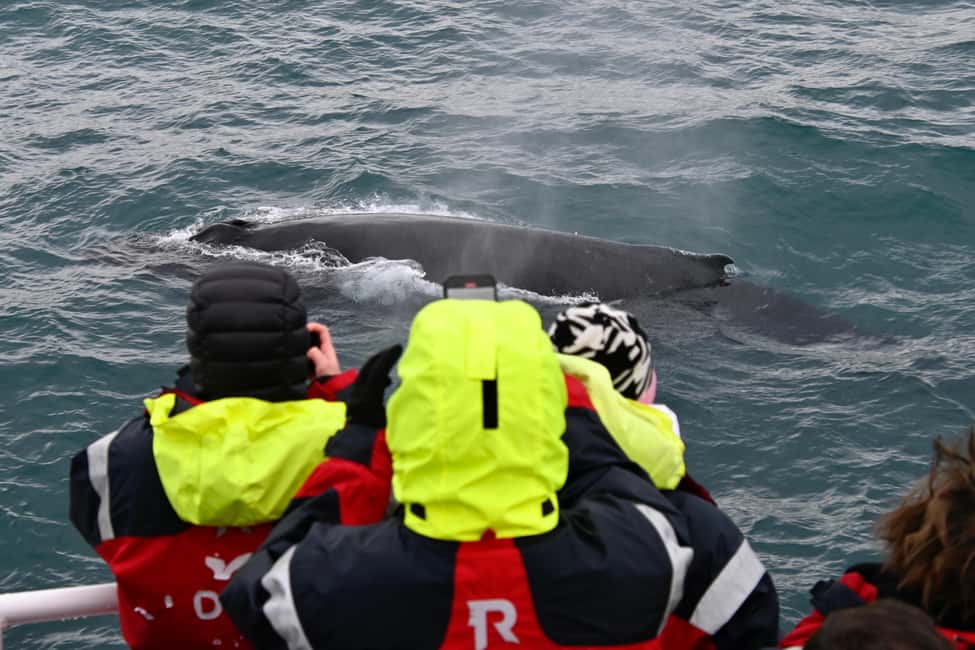 bild nr.3 av Reykjavik: den ursprungliga 3-timmars valskådningsturen aktivitet i Västisland, uppladdad av arrangören