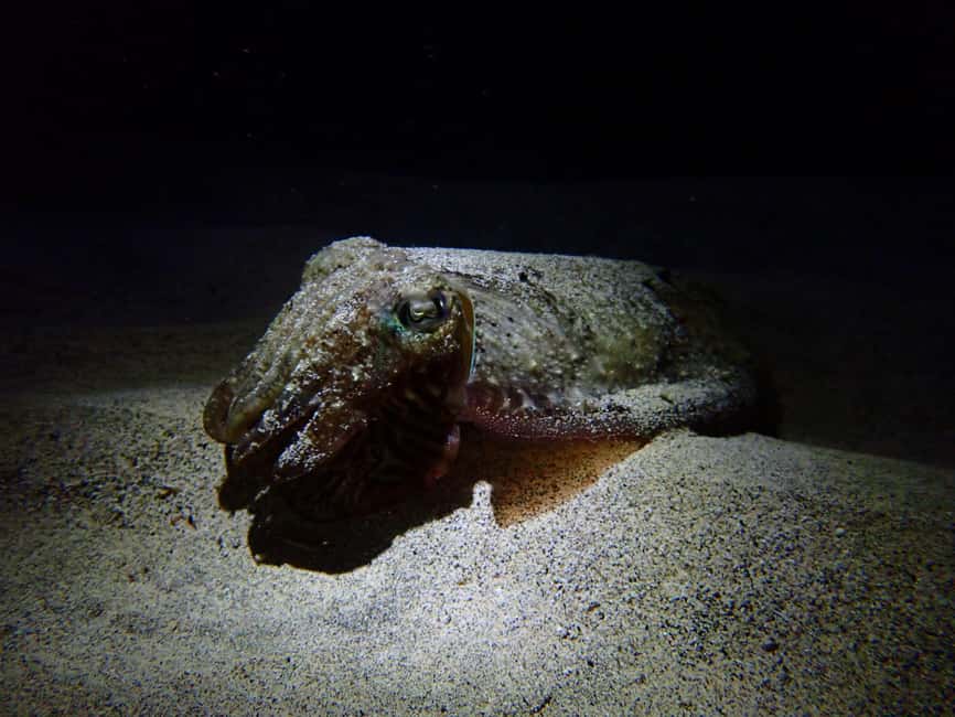 image n.11 of Night Snorkeling: An unforgettable experience! activity in Madeira, uploaded by supplier