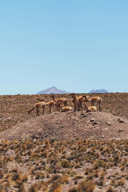 image n.7 of Triple tour: Red stones, highland lagoons and Chaxa Lagoon activity in North Chile, uploaded by supplier
