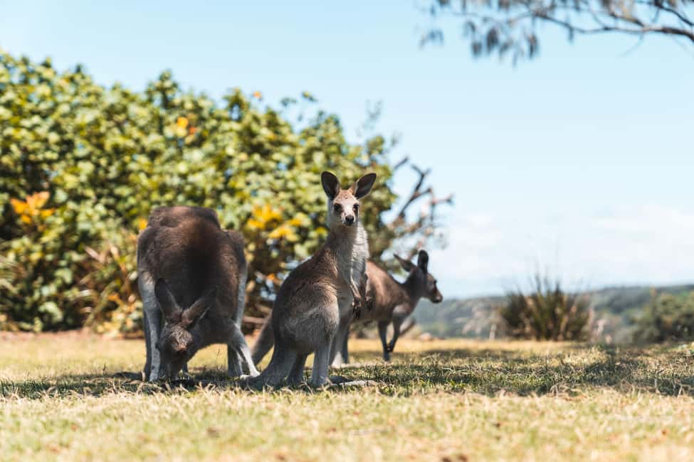 image n.11 of Brisbane: Stradbroke Island Tour - Beaches, Wildlife & Vibes activity in Brisbane, uploaded by supplier