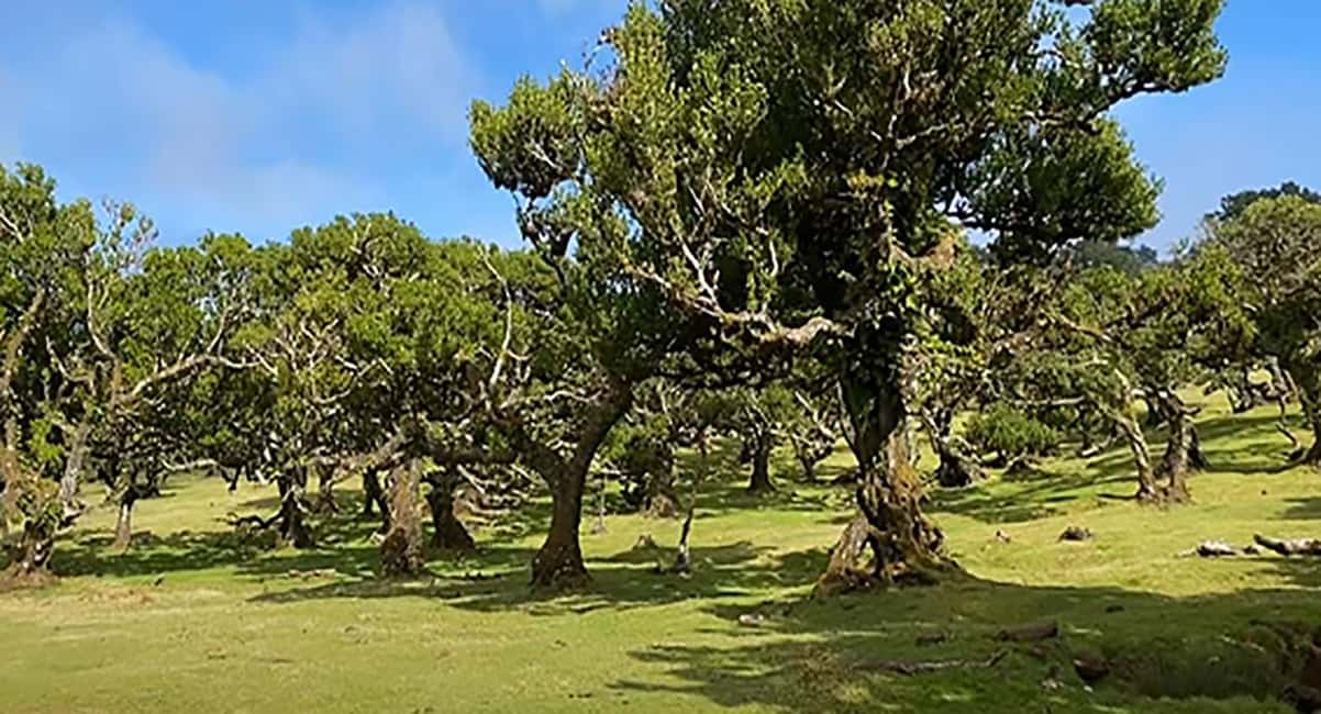 image n.14 of From Funchal: West Madeira Waterfalls and Fanal Forest Tour activity in Madeira, uploaded by supplier