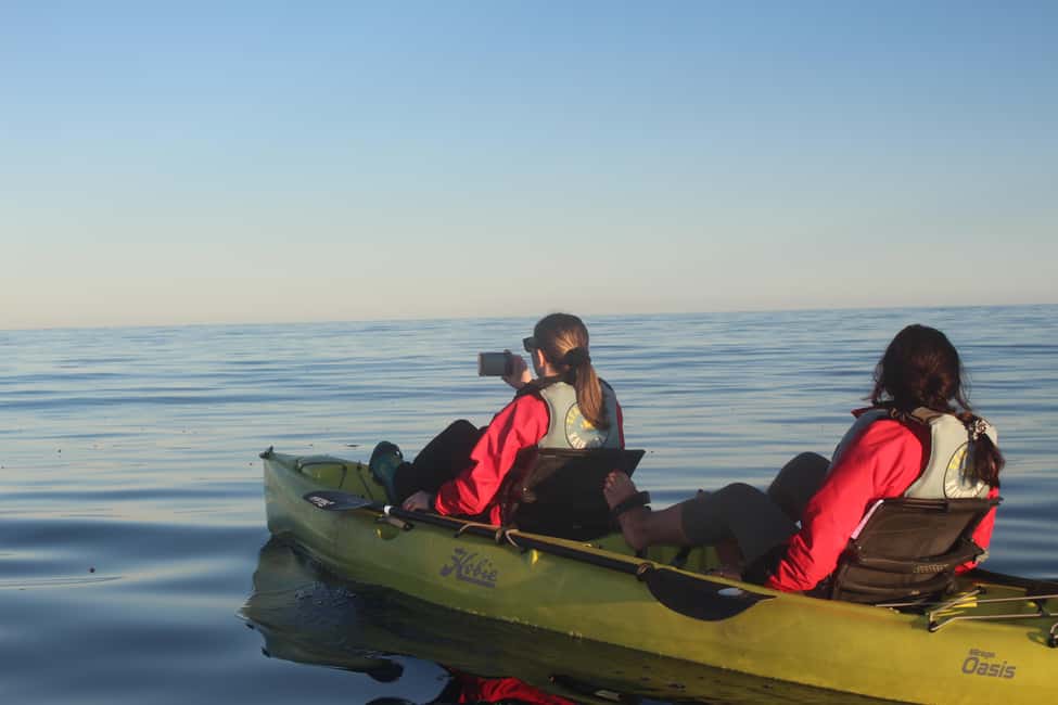 image n.7 of Kaikoura: Seal-Watching Pedal Kayak Tour activity in Kaikoura, uploaded by supplier