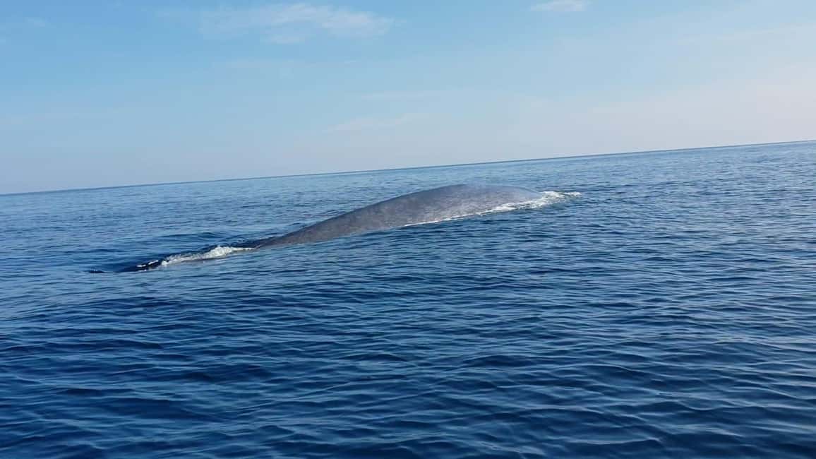 image n.15 of Trincomalee: Whales & Dolphin Watching Tours activity in Nilaveli, uploaded by supplier