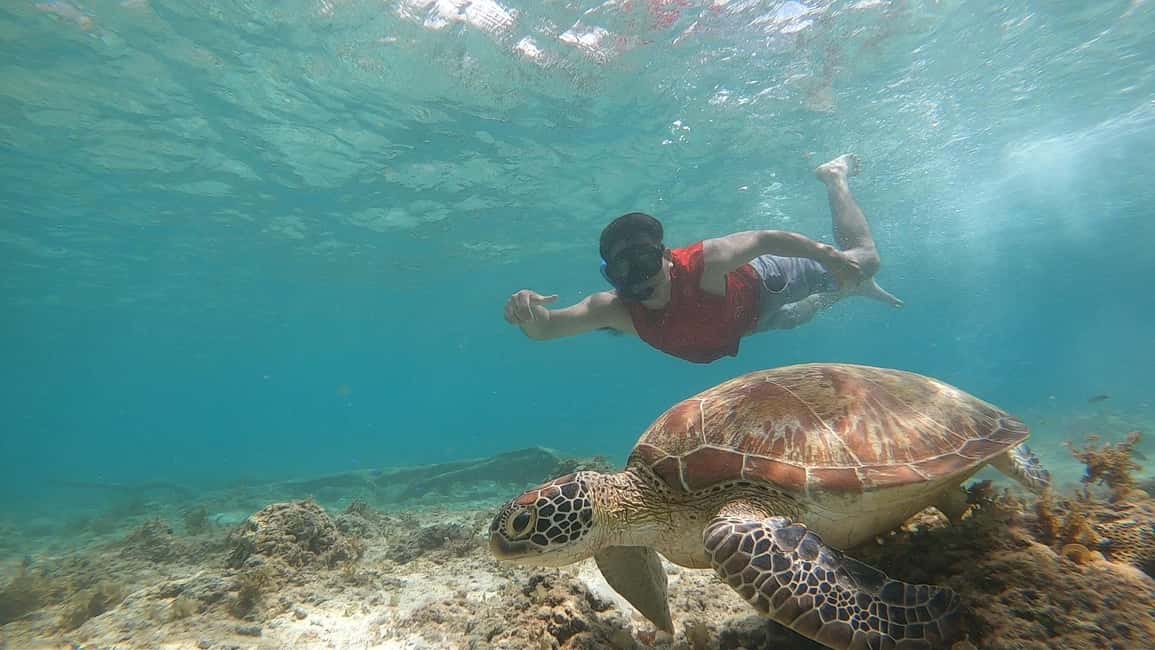 image n.8 of Cebu: Moalboal Sardines Run Snorkel & Kawasan Canyoneering activity in Badian, uploaded by supplier