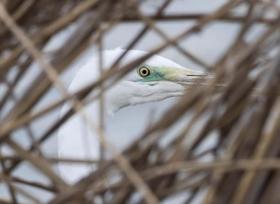 image n.6 of Lake Tisza: Boat trip in the Bird Paradise activity in Mezőkövesd, uploaded by supplier