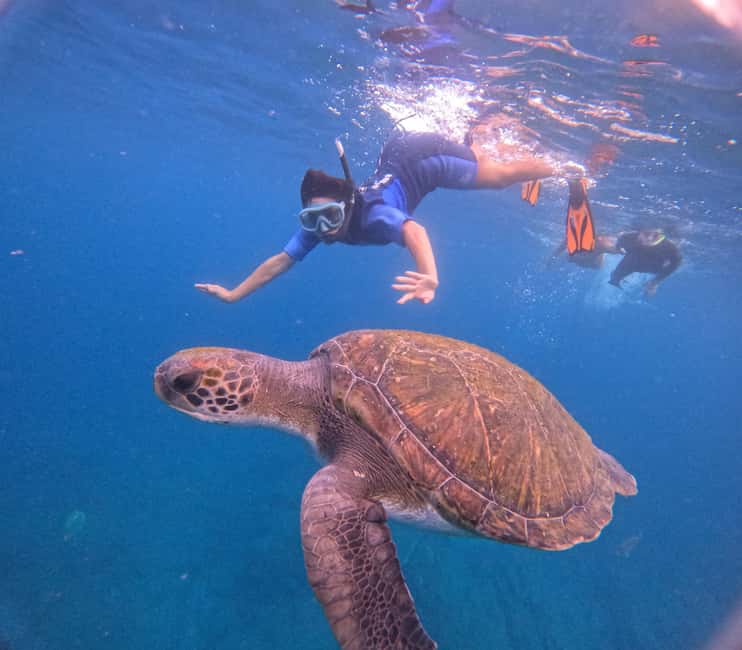 Obraz nr 5 z atrakcji Teneryfa: wycieczka snorkelingowa w siedlisku żółwi w Adeje, przesłany przez organizatora