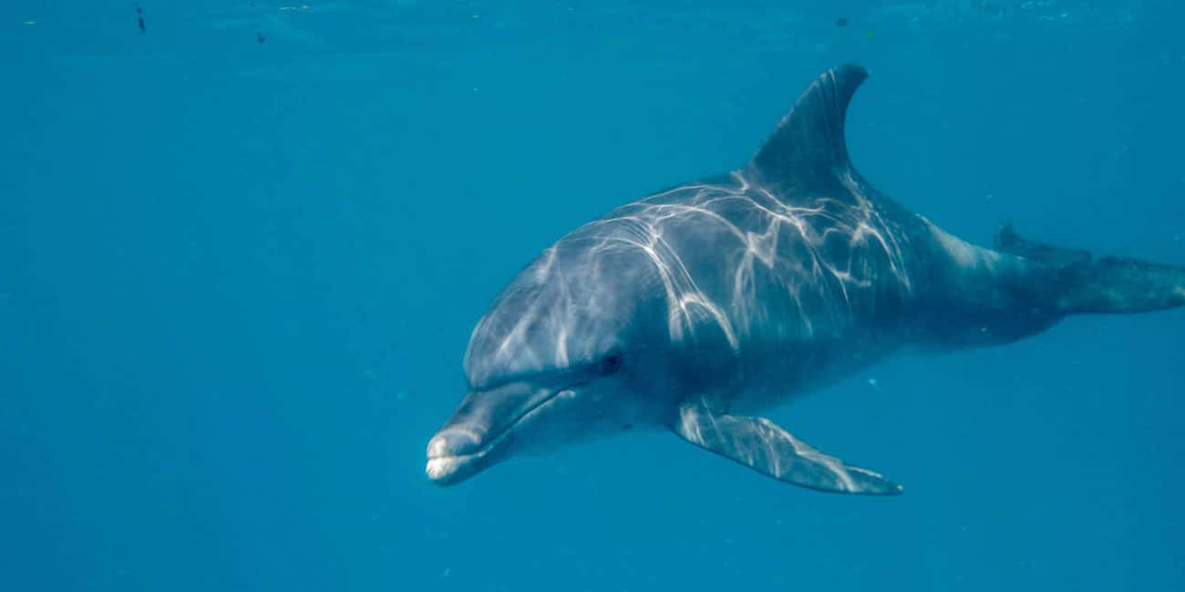 image n.3 of Zanzibar: Mnemba Island Private Snorkeling Tour and Pickup activity in Mangapwani, uploaded by supplier