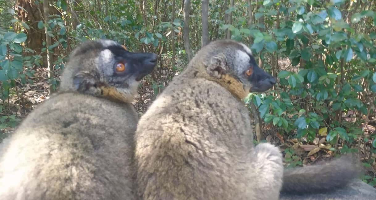 image n.5 of Madagascar: Indri Lemur Encounter Experience 4-days trip activity in Antananarivo Renivohitra, uploaded by supplier