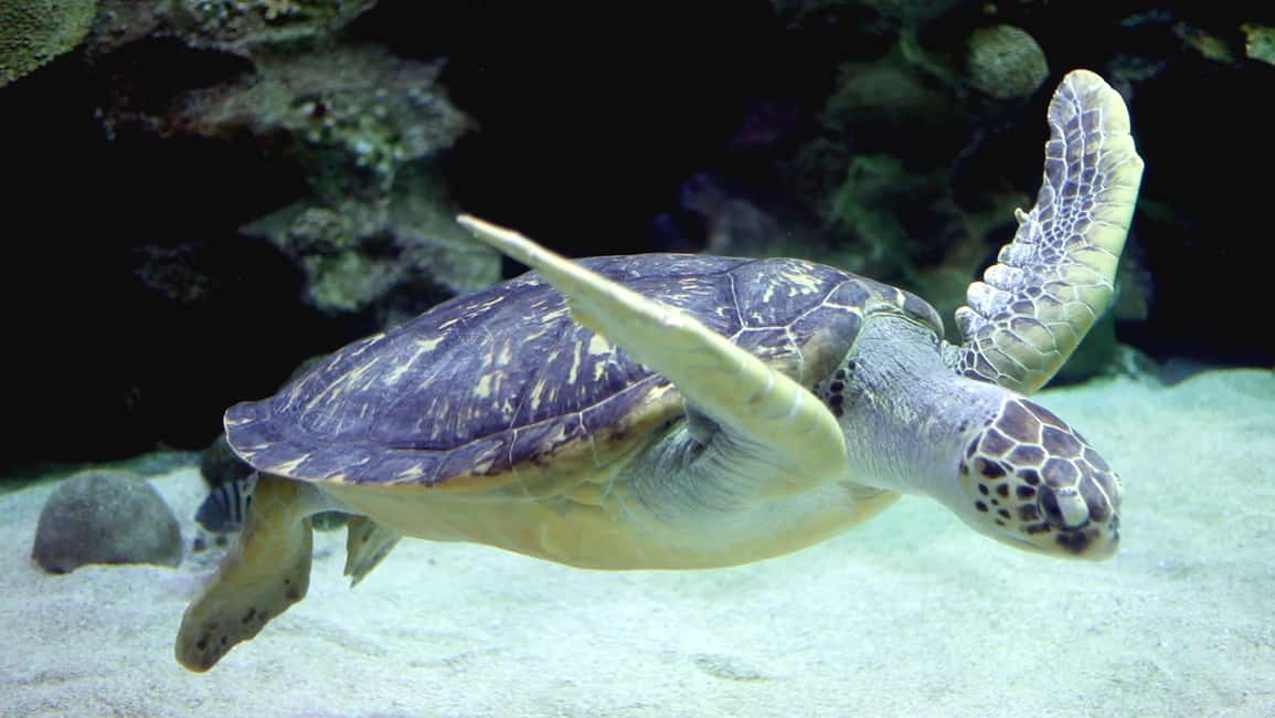 Image N°10 de Kuala Lumpur : billet d'entrée à Aquaria KLCC activité à Kuala Lumpur, publiée par le prestataire