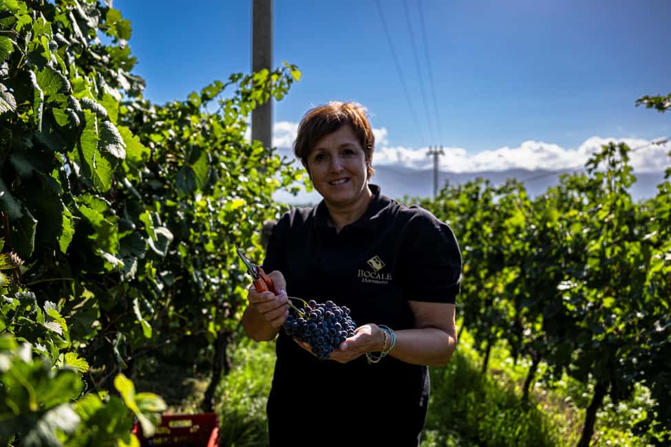 Immagine nº 33 di Montefalco: Tour della cantina e del vigneto e degustazione privata attività a Montefalco, caricata dal fornitore